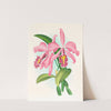 Cattleya maxima. by Jean Jules Linden