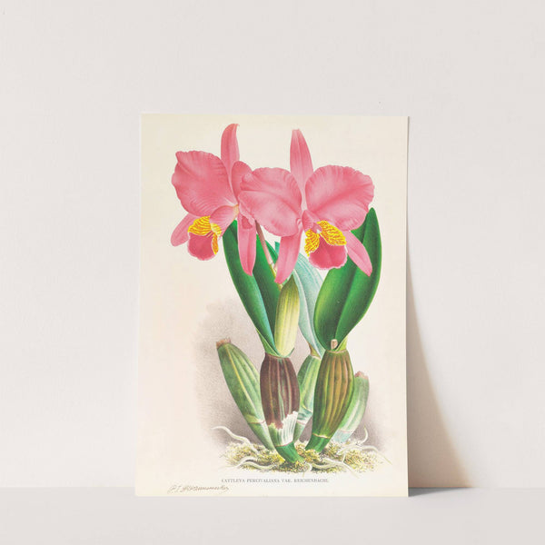 Cattleya percivaliana var reichenbachi by Jean Jules Linden