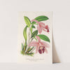 Cattleya pumila by Charles Antoine Lemaire
