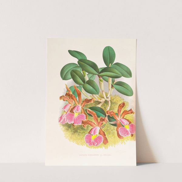 Cattleya schilleriana by Jean Jules Linden