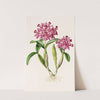 Cattleya Skinneri (1837-1843) by James Bateman