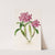 Cattleya Skinneri (1837-1843) by James Bateman