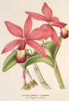 Cattleya superba, var. splendens
