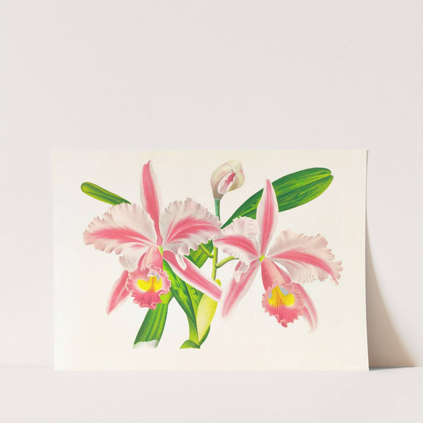 Cattleya Trianae var striata by Jean Jules Linden