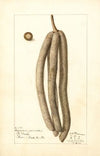 Cecropia palmata
