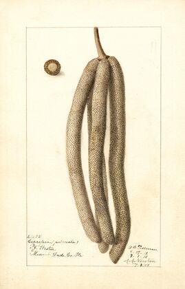 Cecropia palmata