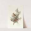 Cedar bird by John James Audubon