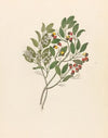 Celastrus [Apodytes dimidiata]