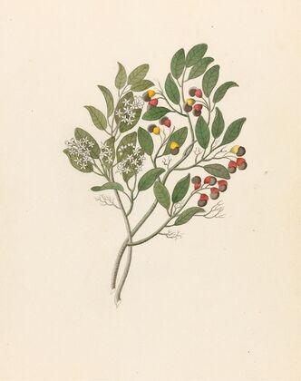 Celastrus [Apodytes dimidiata]
