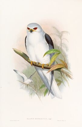 Celebean Elanus