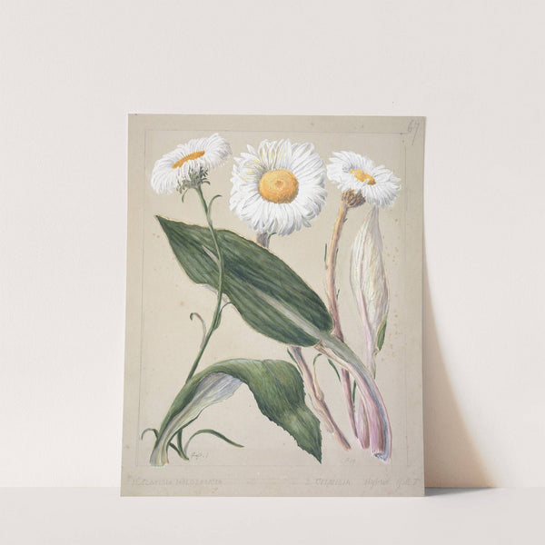 Celmisia holosericea; Celmisia hybrid (New Zealand mountain daisies) by Sarah Featon