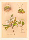 Celmisia longifolia, Celmisia Glandulosa, Olearia Ilicifolia