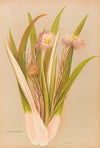Celmisia Monroi