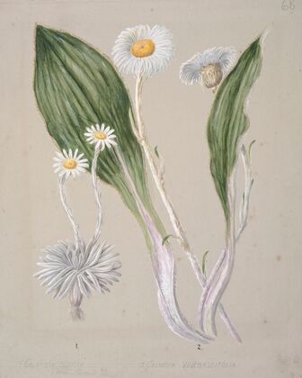 Celmisia (mountain daisy) — size preview