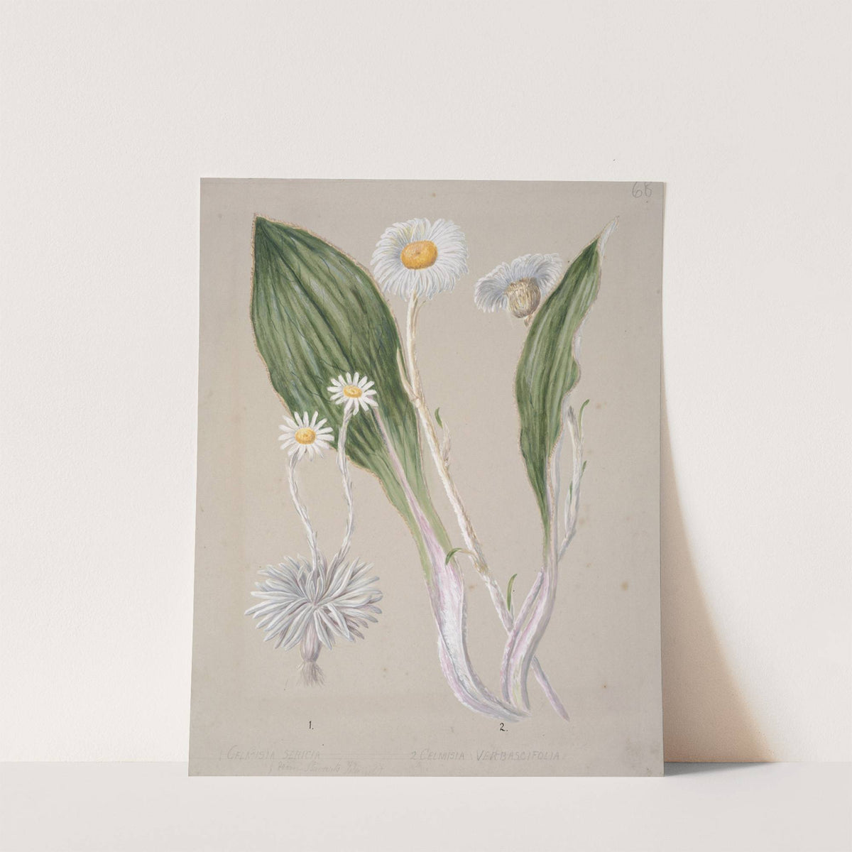 Celmisia (mountain daisy) by Sarah Featon