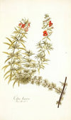 Celsia linearis