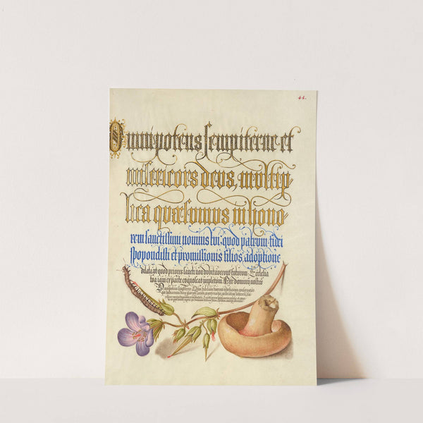 Centipede, Wood Cranesbill, and Mushroom (1561–1596) by Joris Hoefnagel