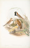Centrophanes lapponica. Lapland Bunting. (1862-1873)