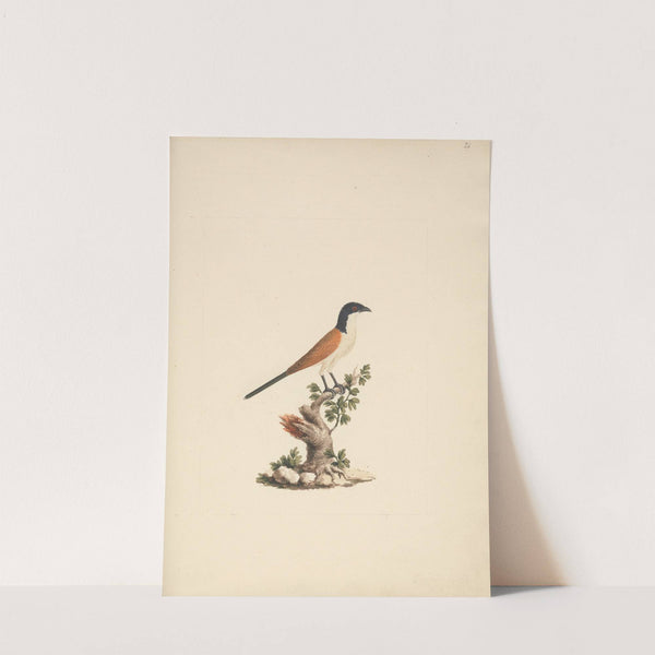 Centropus monachus (Blue-Headed Coucal) by Luigi Balugani