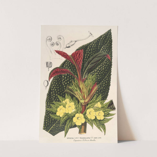 Centrosolenia bullata (Episcia tessellata) by Charles Antoine Lemaire