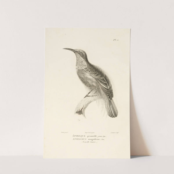 Centurie zoologique Pl.05 by René-Primevère Lesson