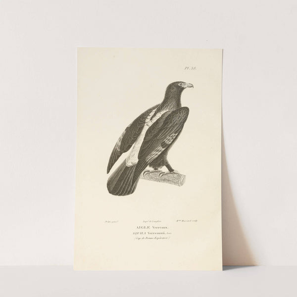 Centurie zoologique Pl.38 by René-Primevère Lesson