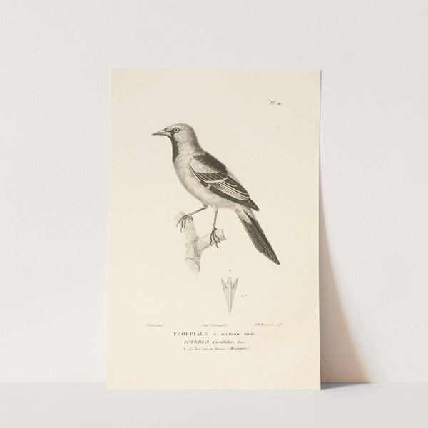 Centurie zoologique Pl.41 by René-Primevère Lesson