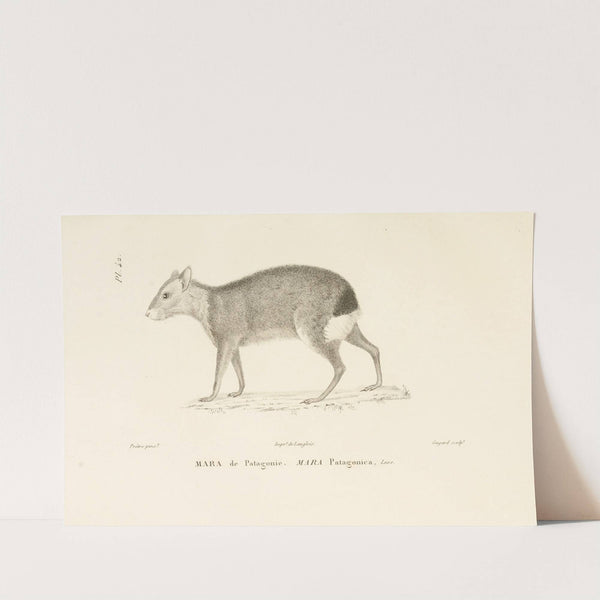 Centurie zoologique Pl.42 by René-Primevère Lesson