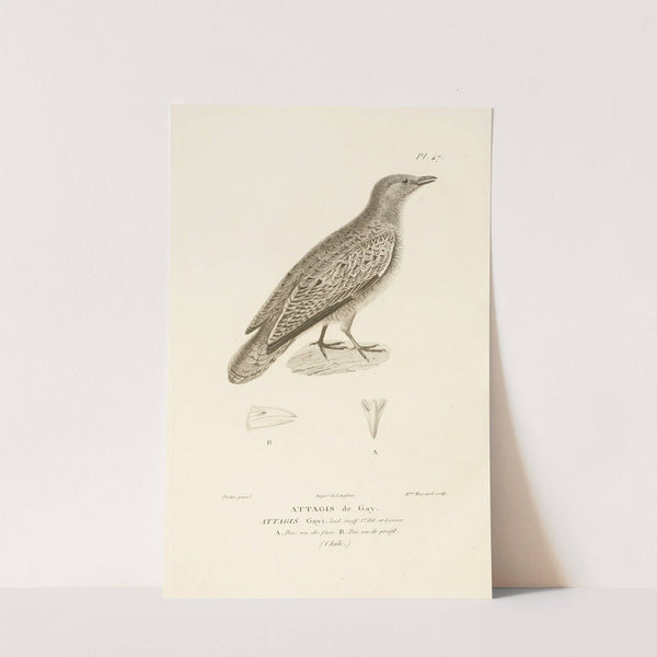 Centurie zoologique Pl.47 by René-Primevère Lesson