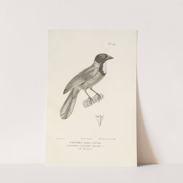 Centurie zoologique Pl.68 by René-Primevère Lesson