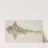 Cephaloscyllium isabella (NZ) : Carpet shark (1877) by Frank Edward Clarke