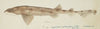 Cephaloscyllium isabella (NZ) : Carpet shark
