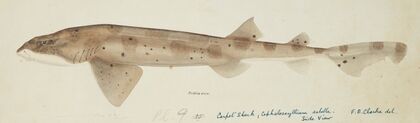 Cephaloscyllium isabella (NZ) : Carpet shark