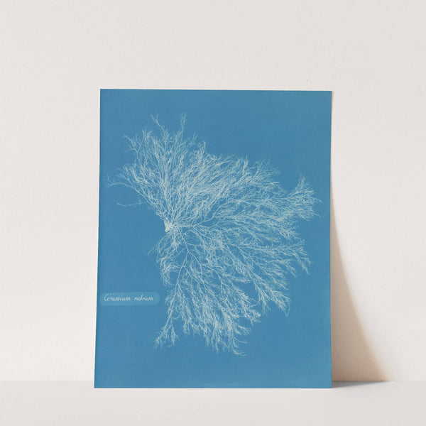 Ceramium rubrum by Anna Atkins