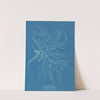 Ceramium rubrum, var. by Anna Atkins