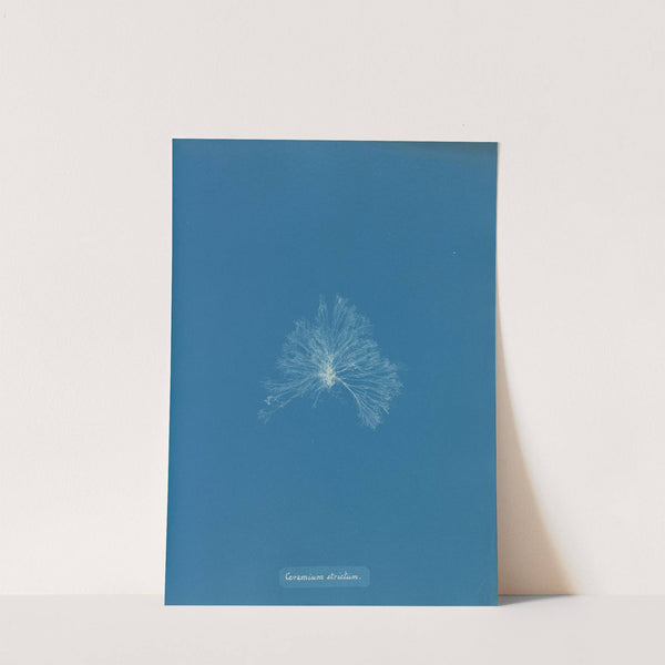 Ceramium strictum by Anna Atkins