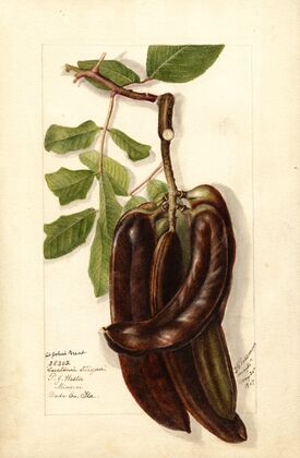 Ceratonia siliqua L