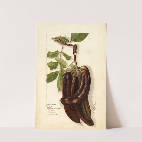 Ceratonia siliqua L by Deborah Griscom Passmore