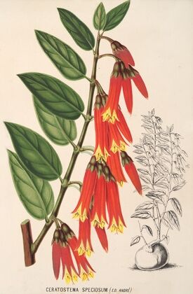Ceratostema speciosum