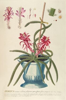 Cereus II