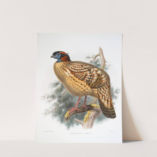 Ceriornis Caboti. (1872) by Joseph Smit
