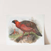 Ceriornis satyra. (1872) by Joseph Smit