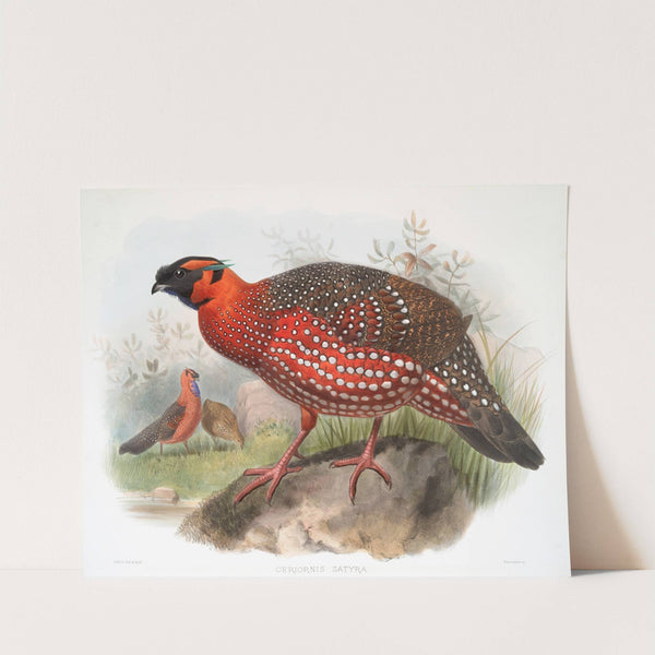Ceriornis satyra. (1872) by Joseph Smit