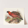 Ceriornis satyra. by Joseph Smit