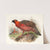 Ceriornis satyra. by Joseph Smit