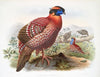 Ceriornis Temmincki. (1872)