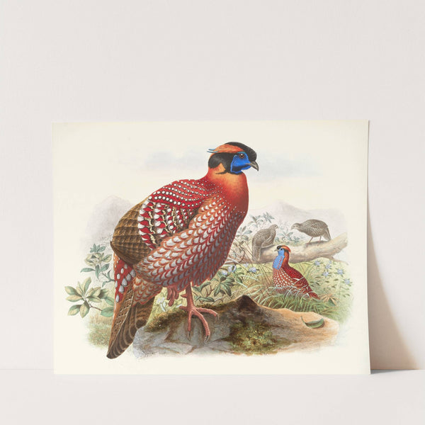 Ceriornis Temmincki. by Joseph Smit