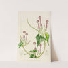 Ceropegia Meyeri by Illtyd Buller Pole-Evans