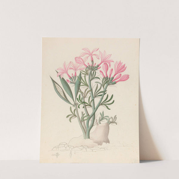 Ceropegia or Echites [Pachypodium succulentum] by Clemenz Heinrich Wehdemann