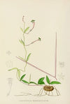 Ceropegia Rendallii